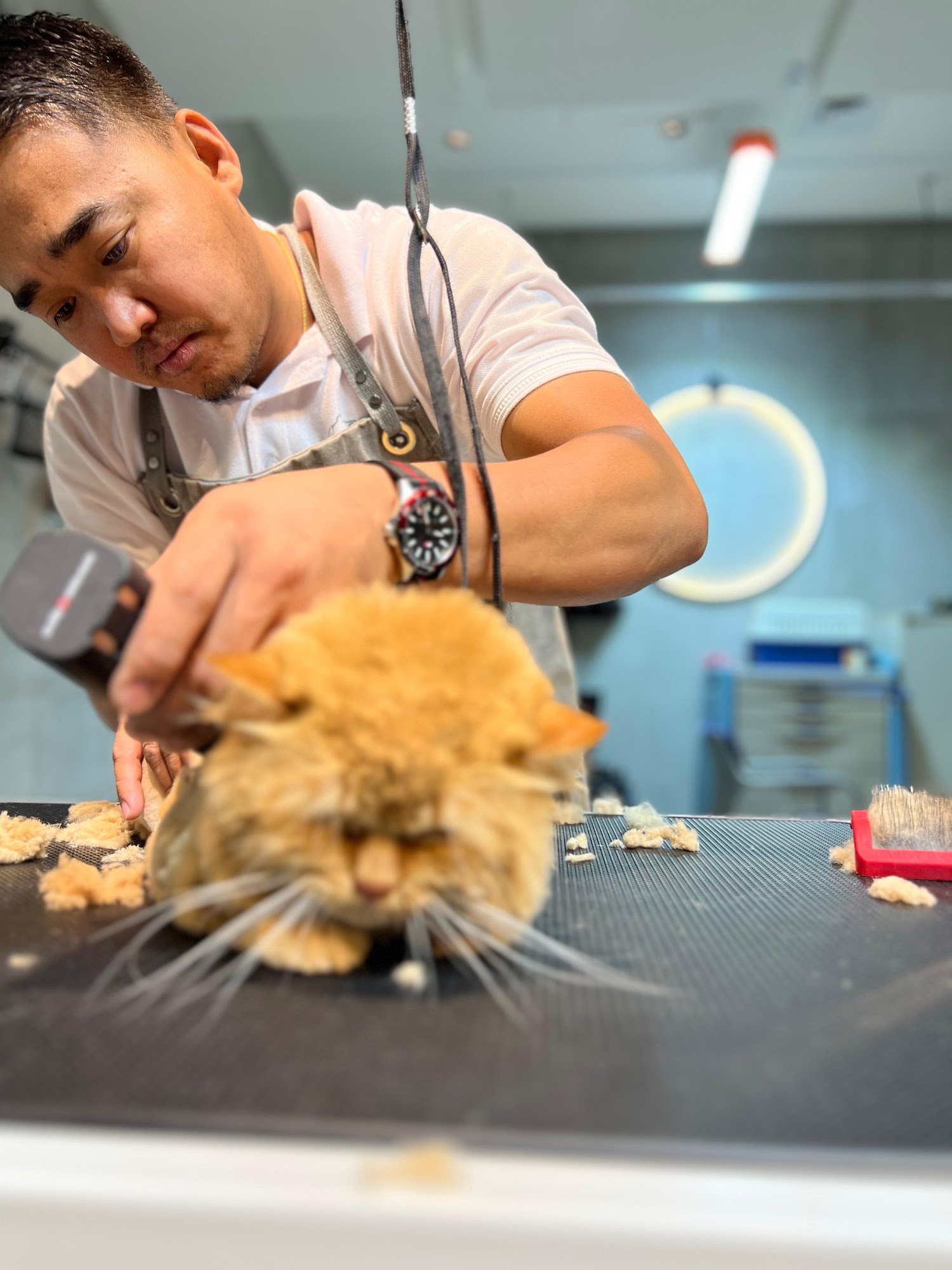 Long hair cat grooming